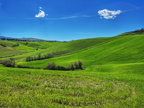 iconic image of Tuscany, with green hills and lonely trees on the background of a beautiful blue sky. Italian landscape
