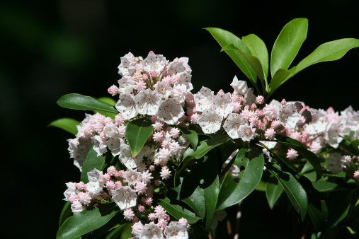 Mountain laurel in bloom in Pennsylvania Woods. State flower of Connecticut and Pennsylvania.