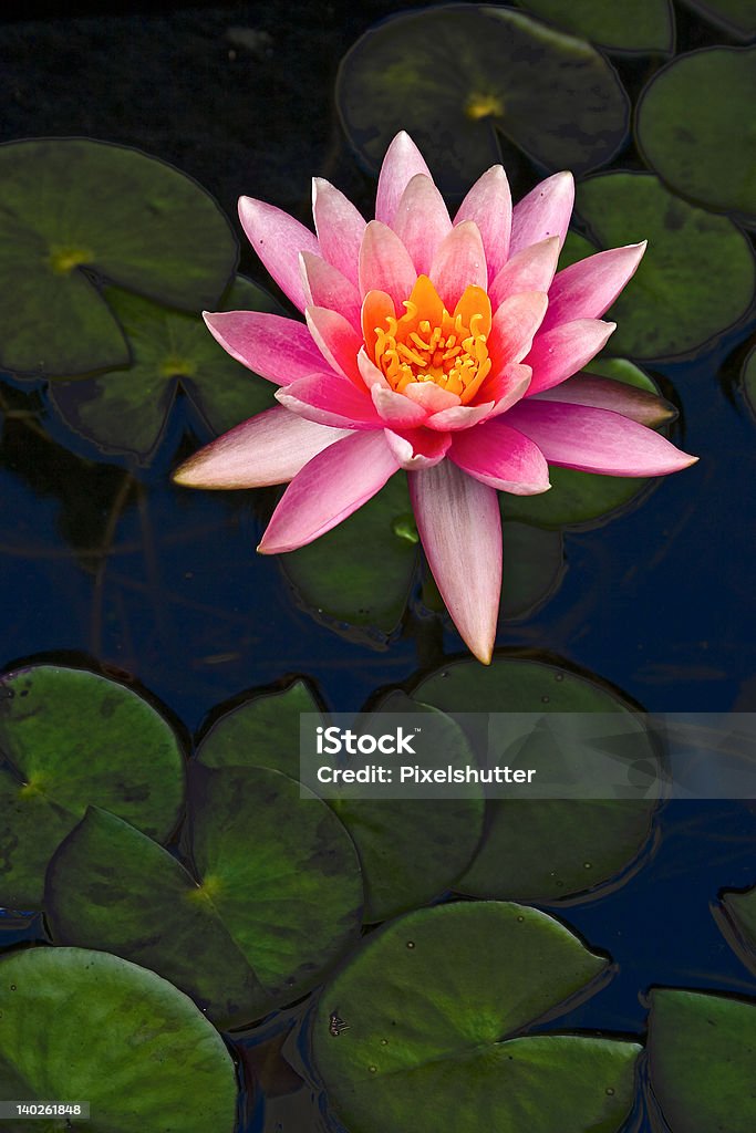 Fiore di loto - Foto stock royalty-free di Imbottitura