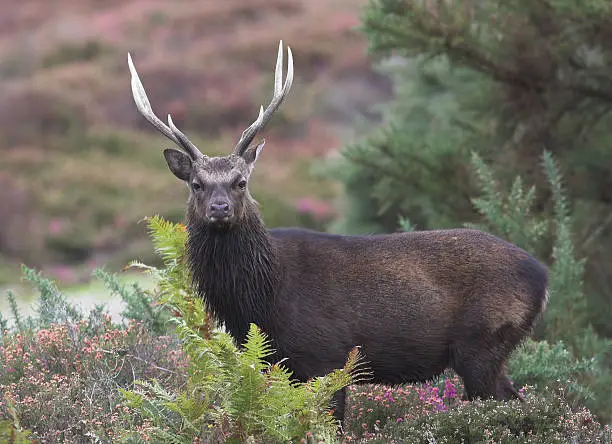 Photo of Sika Stag