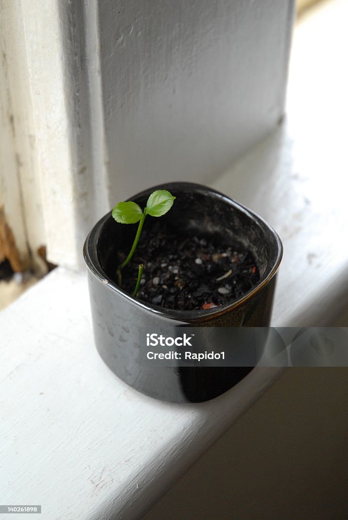 Window Plant Seedling taking off in a little pot on a window Cannabis Plant Stock Photo