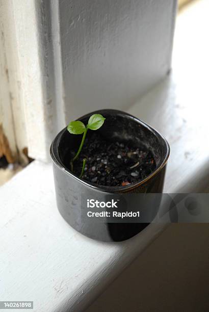 Window Plant Stock Photo - Download Image Now - Cannabis Plant, Germinating, Plant