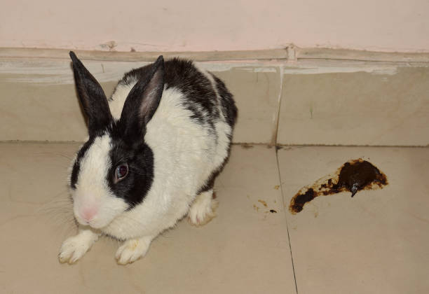A rabbit with poop showing it to be suffering from diarrhea