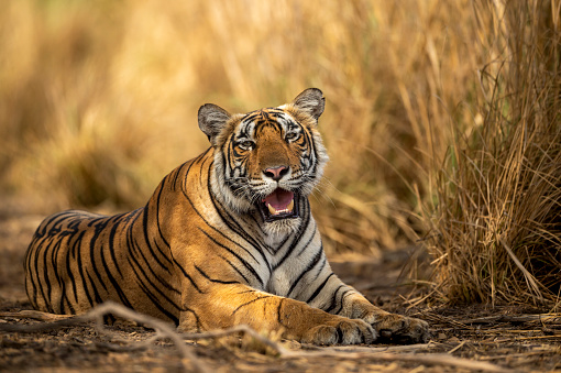 foto a la altura de los ojos de tigre de bengala hembra salvaje o tigresa de cerca o retrato con contacto visual en el caluroso safari de la temporada de verano en el parque nacional ranthambore sawai madhopur rajasthan india - panthera tigris photo