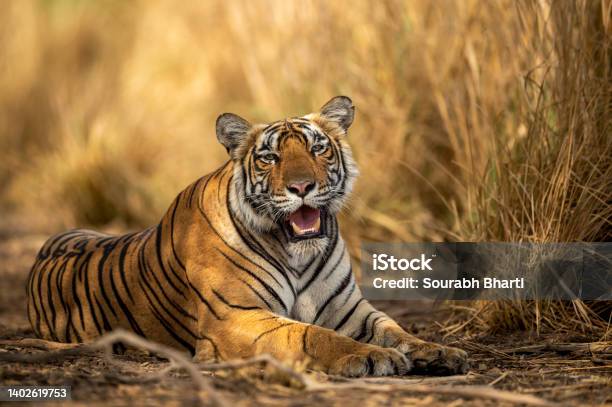 Eye Level Shot Of Wild Female Bengal Tiger Or Tigress Close Up Or Portrait With Eye Contact In Hot Summer Season Safari At Ranthambore National Park Sawai Madhopur Rajasthan India Panthera Tigris Stock Photo - Download Image Now