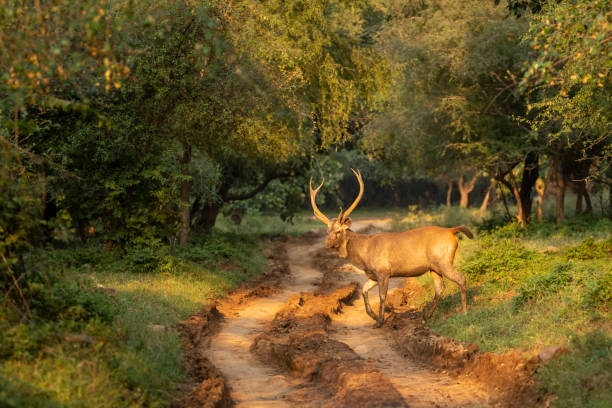 Sambar Deer Pictures | Download Free Images on Unsplash