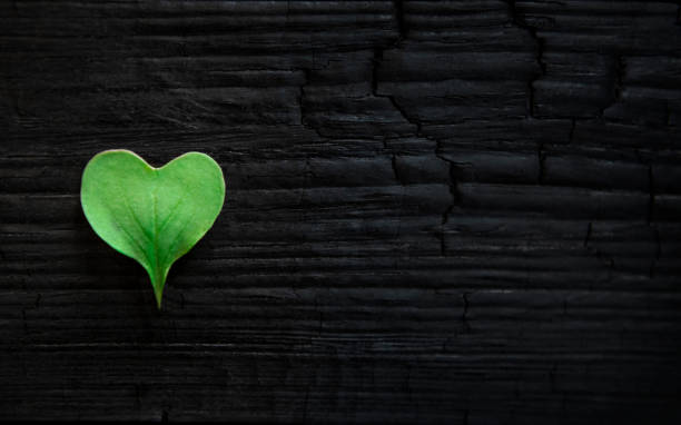 istock Heart shaped Leaf on burn black wooden background 1402620148