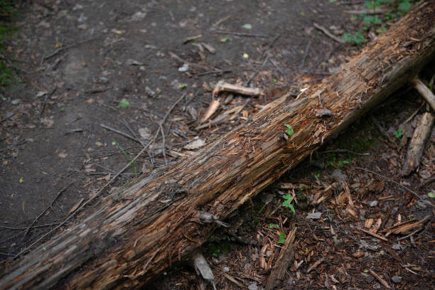 an old, rotten wood log toppled to the ground. Old cracked rotten damage wood