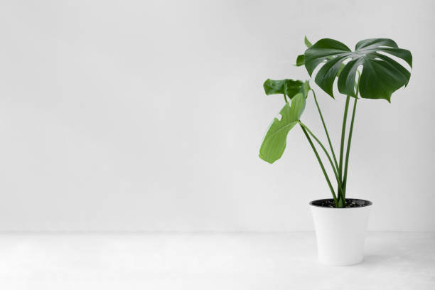 Beautiful monstera deliciosa or Swiss cheese plant in a modern white flower pot on a light background. Home gardening concept. Selective focus. Beautiful monstera deliciosa or Swiss cheese plant in a modern white flower pot on a light background. Home gardening concept. Selective focus gallus gallus stock pictures, royalty-free photos & images