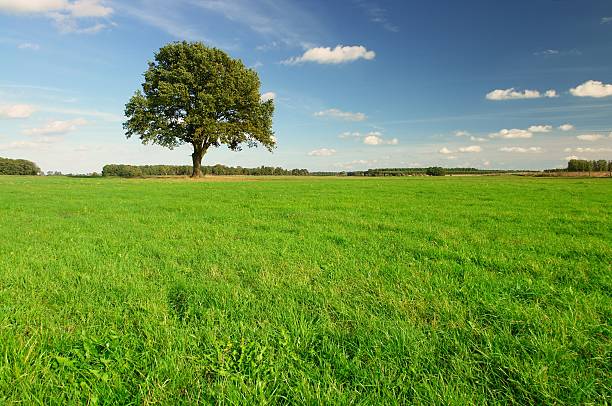 istock Autumn oak tree in a field of green 140262230