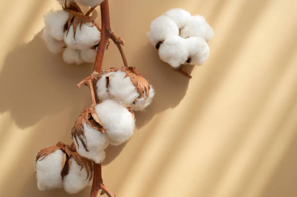 istock Branch with white cotton flowers with sun shadows on beige background flat lay. Delicate light beauty cotton background. Natural organic fiber, agriculture, cotton seeds, raw materials for fabric 1402622970