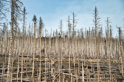 Panoramic view of a forest fire in Kootenay National Park, British Columbia, Canada