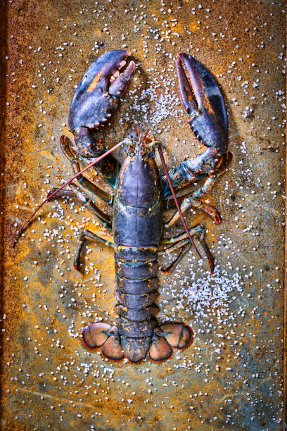 istock Alive Fresh Lobster on a metal background. 1402623641
