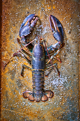 Alive Fresh Lobster on a metal background