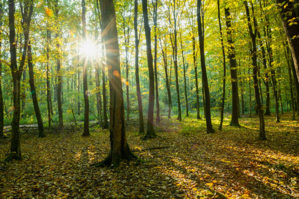 istock Sun and shadows in a moody forest 1402623766