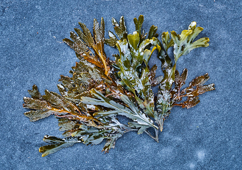 fresh and healthy laver seaweed food isolated on background.