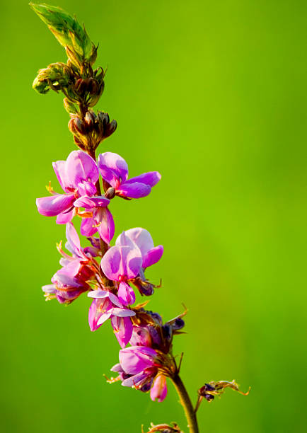 seashore pink blooming in spring at sunset