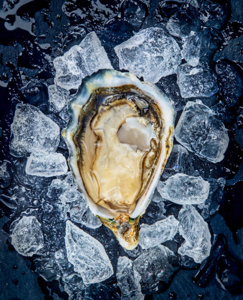 Open fresh raw oyster clams on ice isolated and ready to eat.