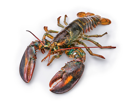 Alive Fresh Lobster on a white background