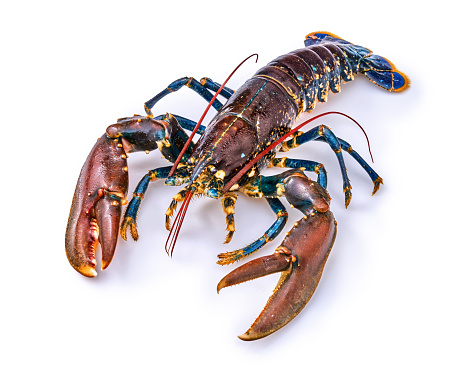 Alive Fresh Lobster on a white background