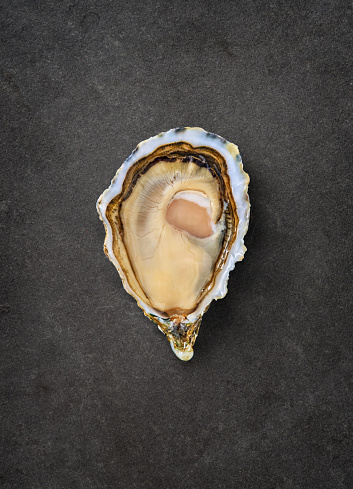 Open fresh raw oyster clams isolated and ready to eat.