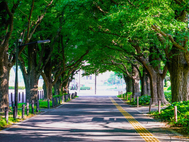 istock Fresh green Jingu Gaien Ginkgo trees (Minato-ku, Tokyo, Shinjuku-ku) 1402624785