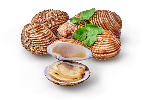 open en closed clams with shellfish isolated on white background.