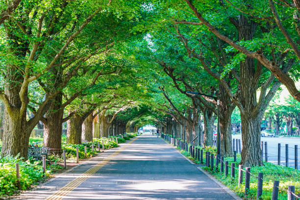 Fresh green Jingu Gaien Ginkgo trees (Minato-ku, Tokyo, Shinjuku-ku) On a sunny day in May 2022, in Minato-ku, Tokyo, a row of ginkgo trees in the Jingu Gaien in front of the beautiful fresh green Meiji Memorial Picture Gallery. townscape stock pictures, royalty-free photos & images