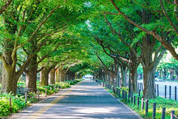 On a sunny day in May 2022, in Minato-ku, Tokyo, a row of ginkgo trees in the Jingu Gaien in front of the beautiful fresh green Meiji Memorial Picture Gallery.