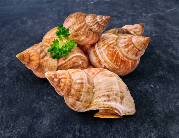 whelk with shellfish isolated on black background