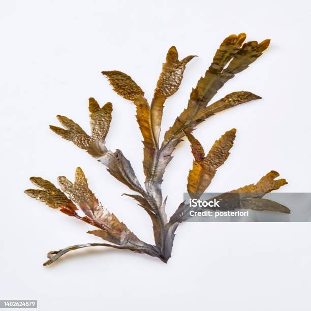 Fresh And Healthy Seaweed Food Isolated On Background Stock Photo - Download Image Now