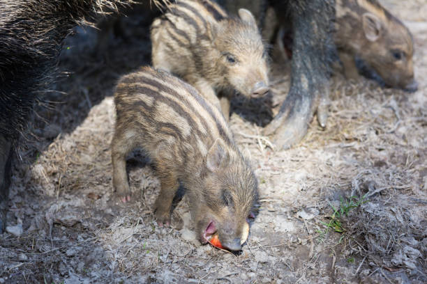 istock Wild boar piglet eating an apple. 1402624952