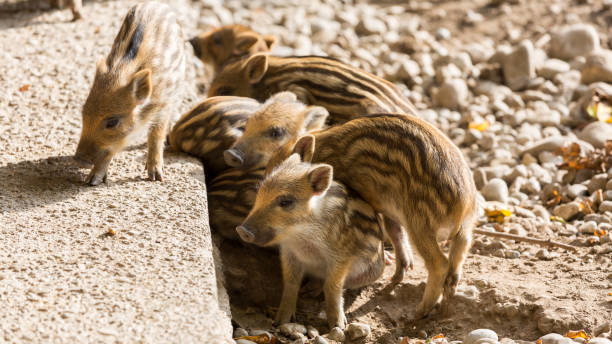 istock A bunch of wild boar piglets. 1402625006