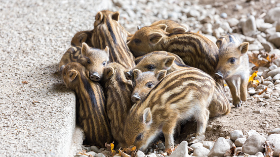 A bunch of wild boar piglets. Huddled together to keep warm. With characteristic stripes in the fur.