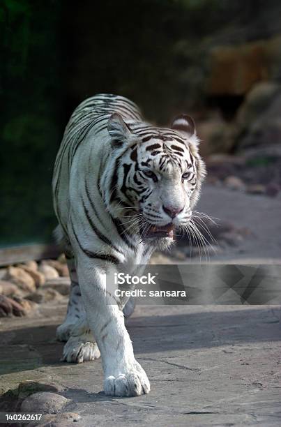 Tigre Bianca - Fotografie stock e altre immagini di Affamato - Affamato, Albino, Animale