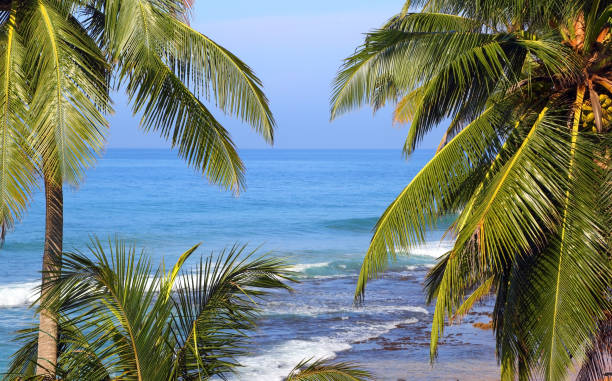 istock sea landscape with palm leaves on foreground 1402626262
