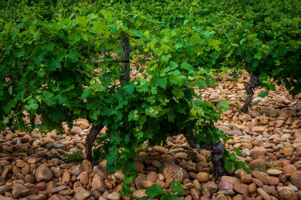 istock intimate landscape of vineyards 1402626435