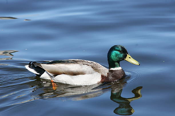 istock Duck mallard in boston 140262654