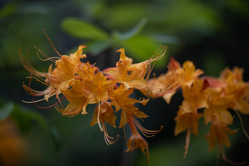 Haemanthus albiflos - flower bud with bright yellow stamens