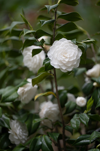 Flowering white Camellia japonica (common camellia or Japanese camellia) “Seafoam\