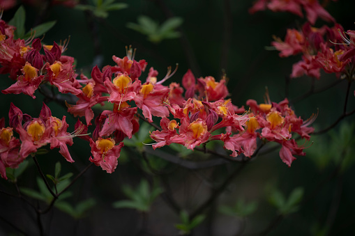 Caesalpinia pulcherrima blooms close up, soft bokeh background.