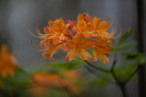 Orange Hibiscus flower growing in summer garden, top view