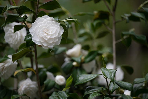 Flowering white Camellia japonica (common camellia or Japanese camellia) “Seafoam\