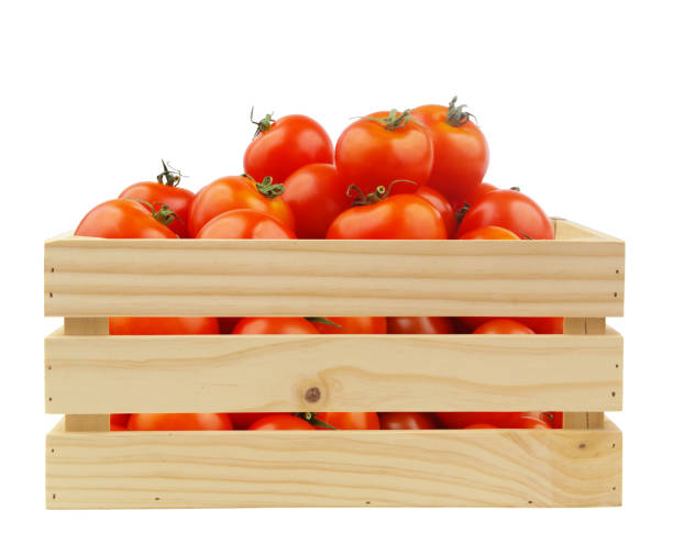 istock Red tomatoes in wooden crate isolated on white 1402627152