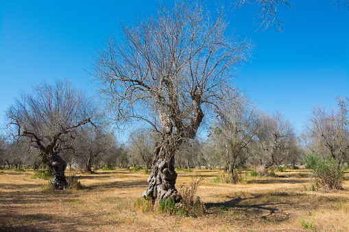Infested olive trees (bacterium Xylella Fastidiosa), Salento, Puglia, Italy