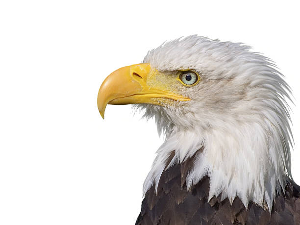 istock Isolated image of bald eagle head on white background 140262780