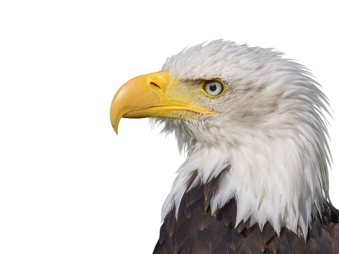 A Bald Eagle isolated on a white background.