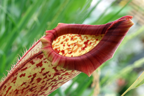 This colorful lowland tropical flower is as strange as it looks. Capturing moisture in this upright vessle and then blooming a mottled red, yellow and white.
