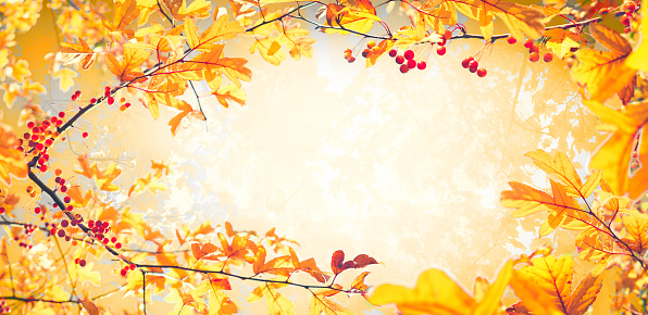 Beautiful bright autumn nature panoramic view,  background with frame of golden yellow leaves and orange autumn berries glows in sun, soft focus, free copy space.