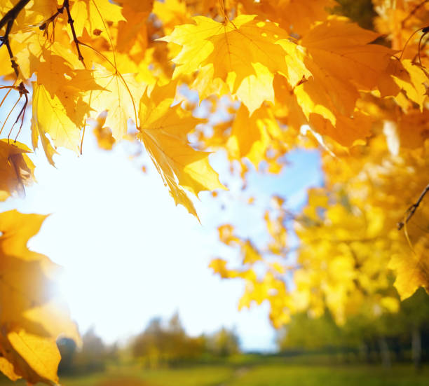 istock Beautiful image of a bright autumn morning. 1402628610
